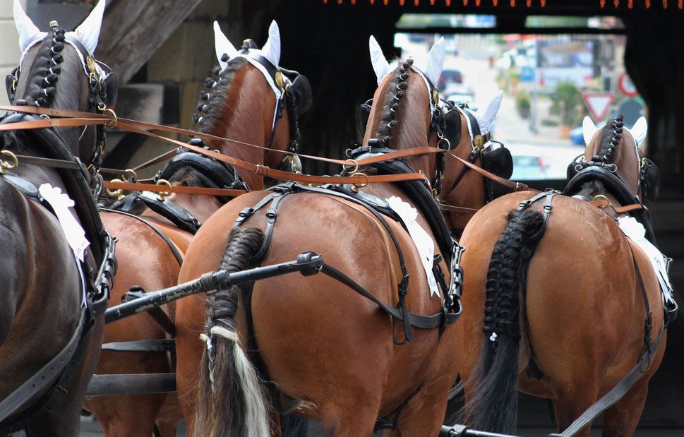 Zusammengespannte Pferde, bereit, eine Kutsche zu ziehen. Sie sind braun mit weissen Akzenten und geflochtenen Mähnen.