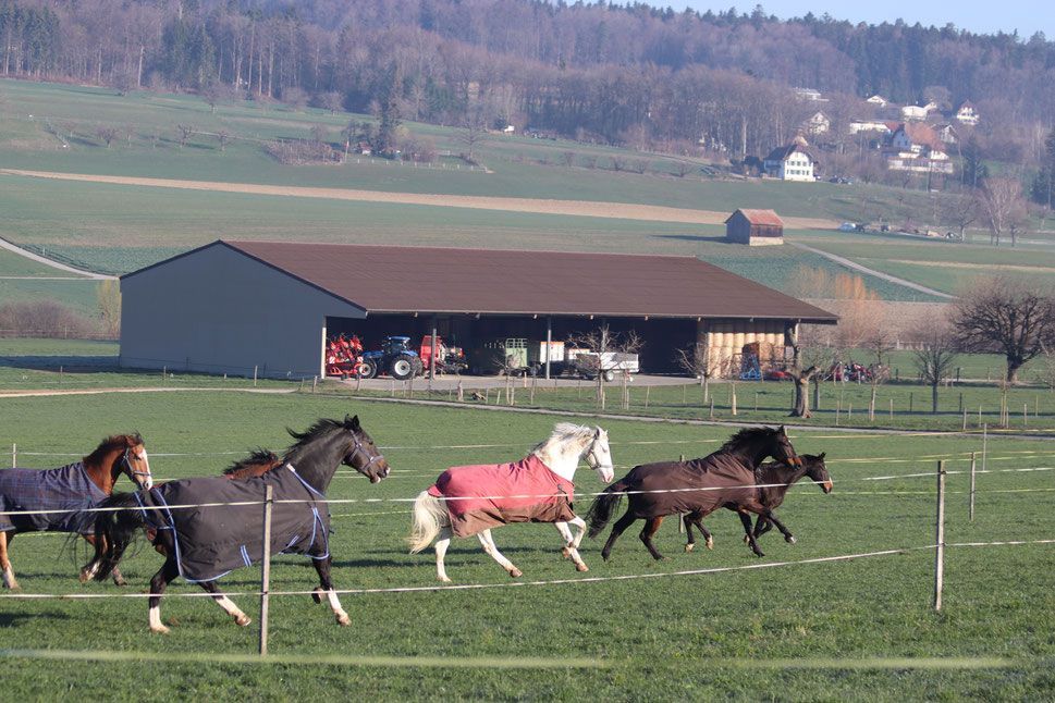 Pferde laufen auf einer grünen Weide, im Hintergrund eine Scheune. Einige haben Decken, sonniger Tag.