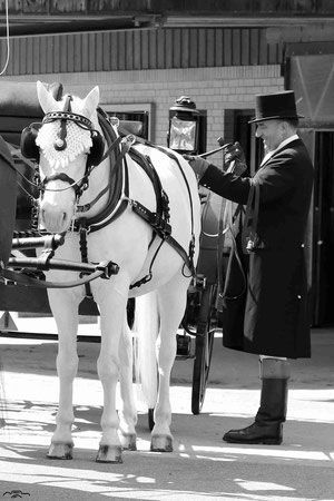 Ein weisses Pferd im Geschirr steht neben einem Mann in Anzug und Zylinder und bereitet sich wahrscheinlich auf eine Kutschfahrt vor.