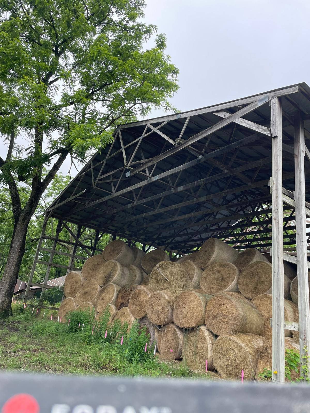 Hay bales stacked under a weathered wooden shelter with a tree in the background.