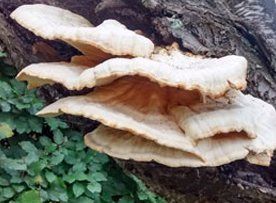 fungal tree infection