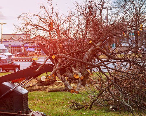 Hazardous Tree Removal | Cache County, UT | Miller's Tree Service