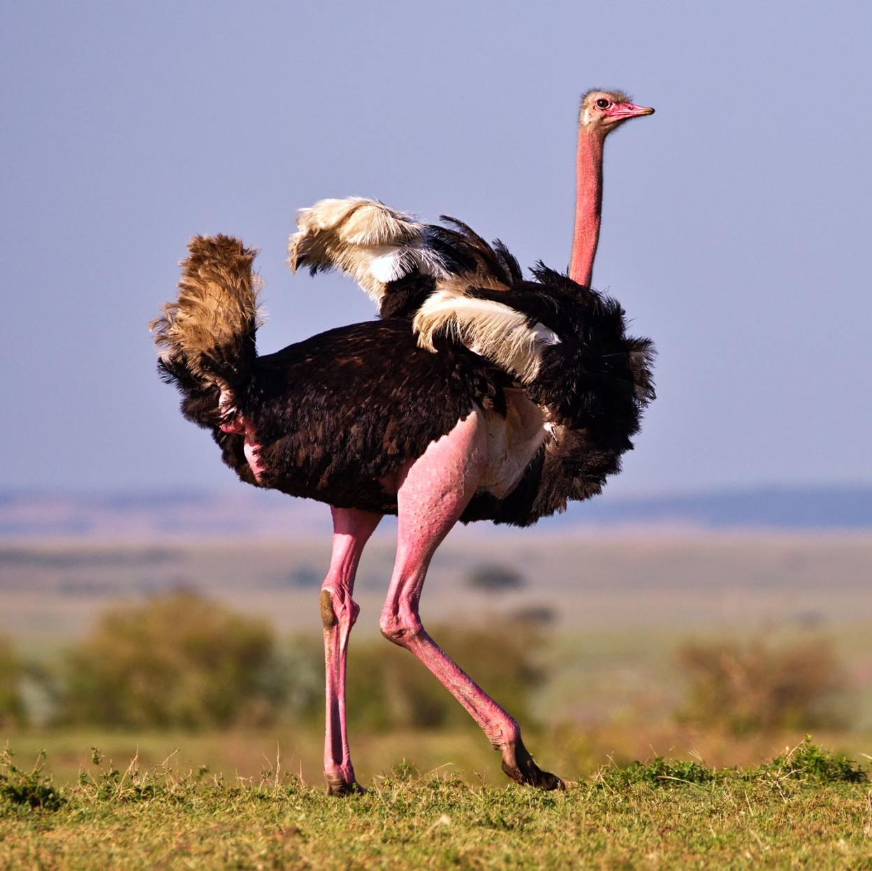 Photo of an ostrich against a blurred african, dry background.