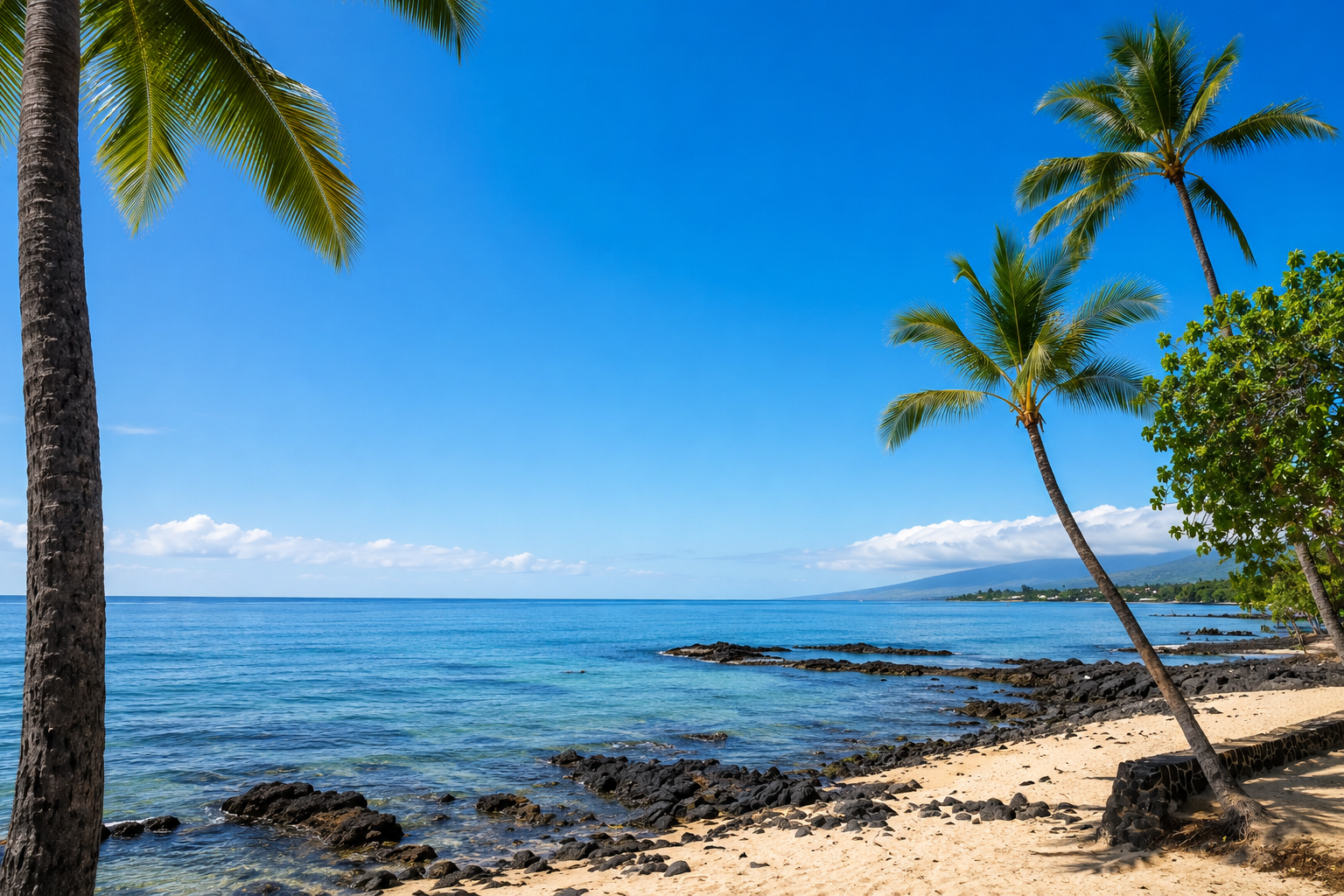 palm trees at beach in kailua kona