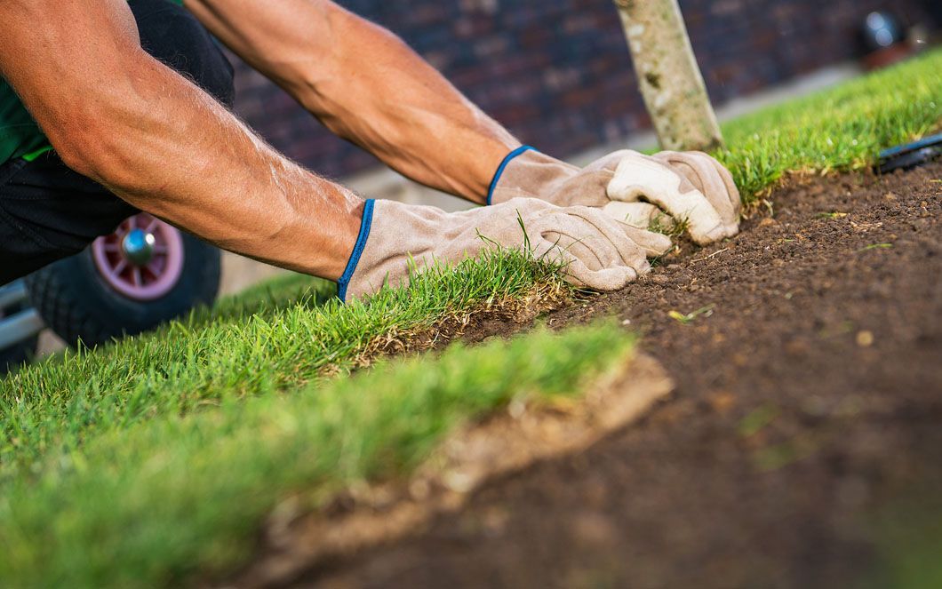 A man is laying grass on the ground in a yard.
