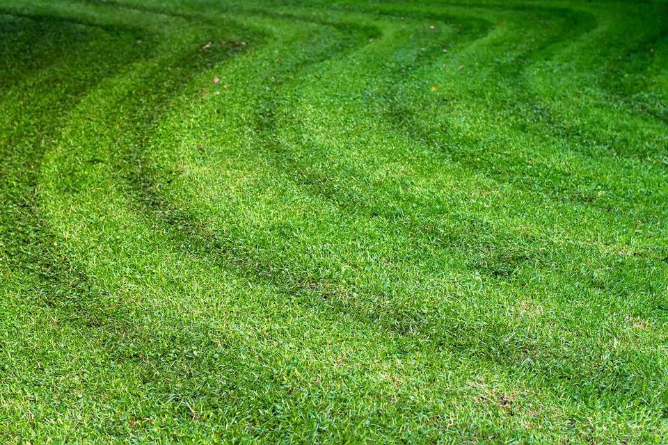 A close up of a lush green lawn being cut with a lawn mower.