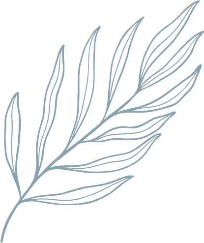 A drawing of a leaf on a white background.