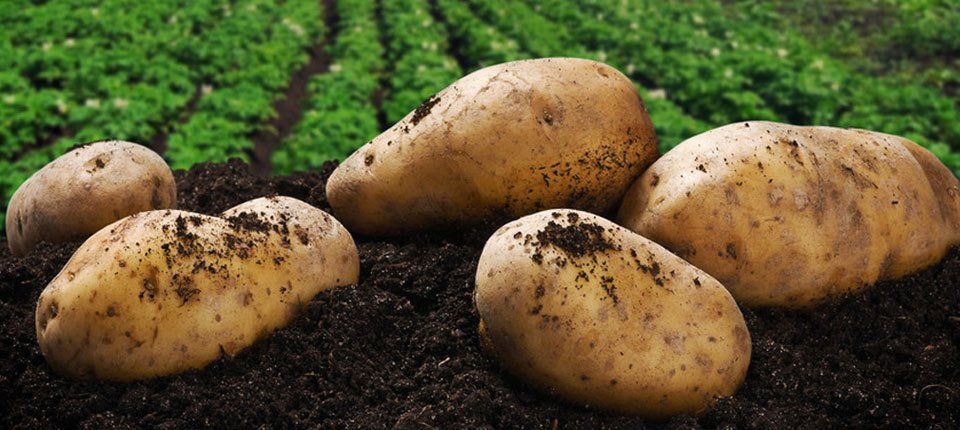 Family-run potato suppliers
