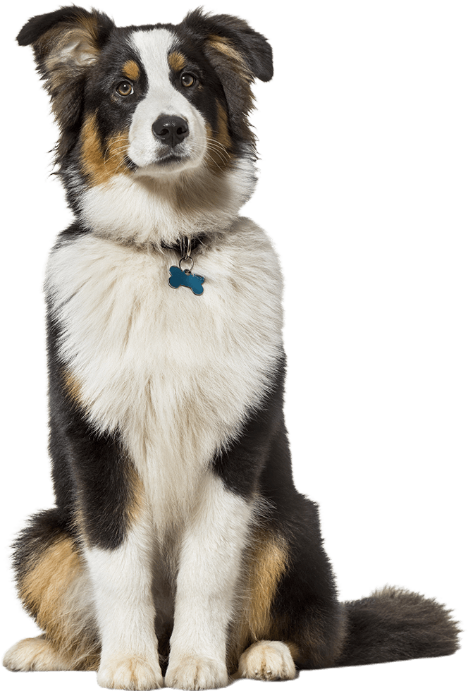 Emergency Pet Care - Columbia, MO - Noah's Ark Animal Hospital & Bird