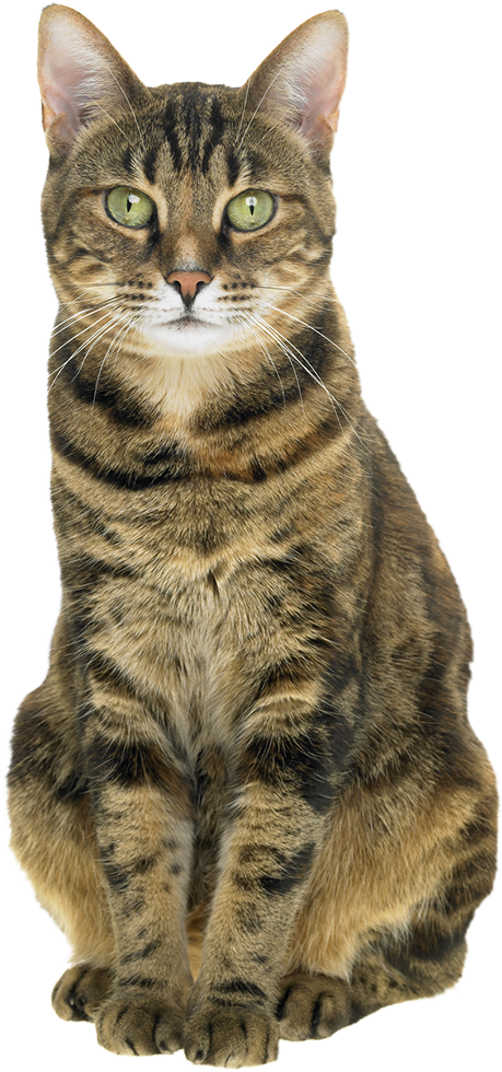 Tabby Cat — Columbia, MO — Noah's Ark Animal Hospital & Bird Clinic