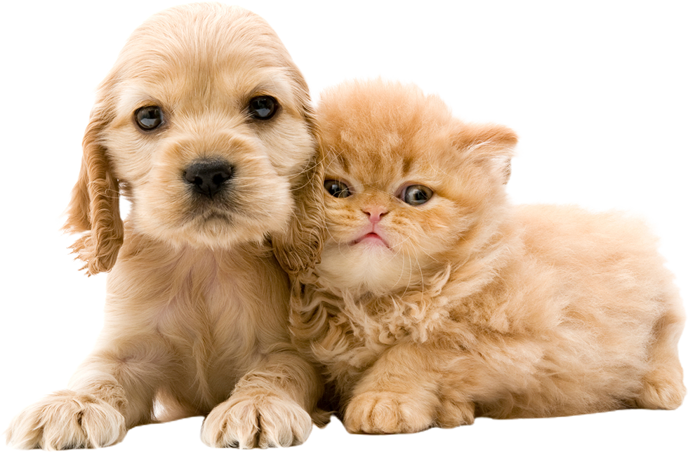 Puppy and a Kitten — Columbia, MO — Noah's Ark Animal Hospital & Bird Clinic