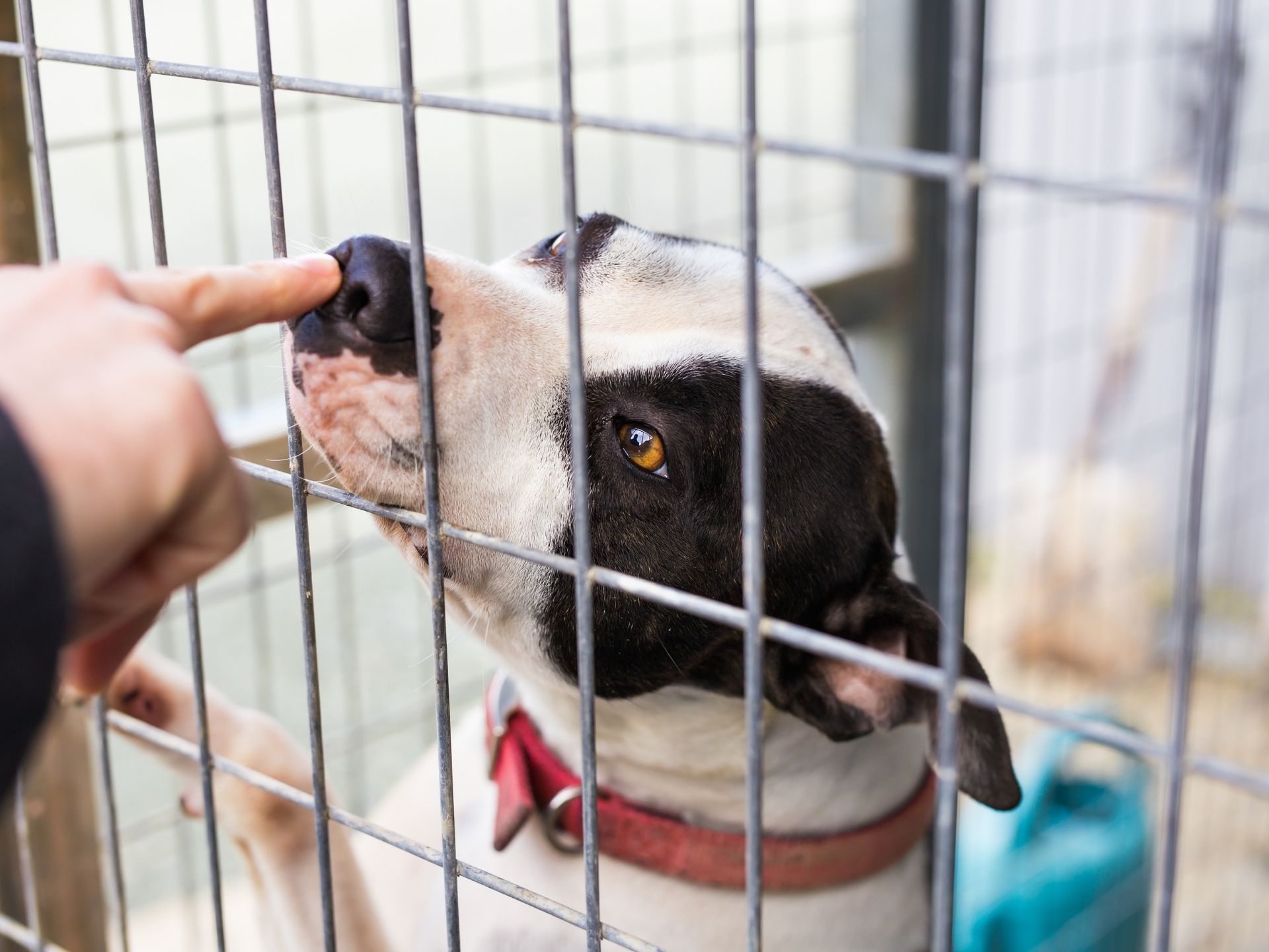 Directors & Officers Coverage for Rescue Nonprofits