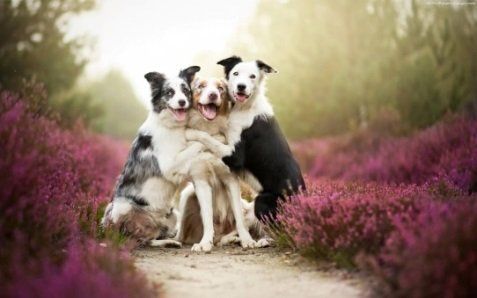 three dogs hugging