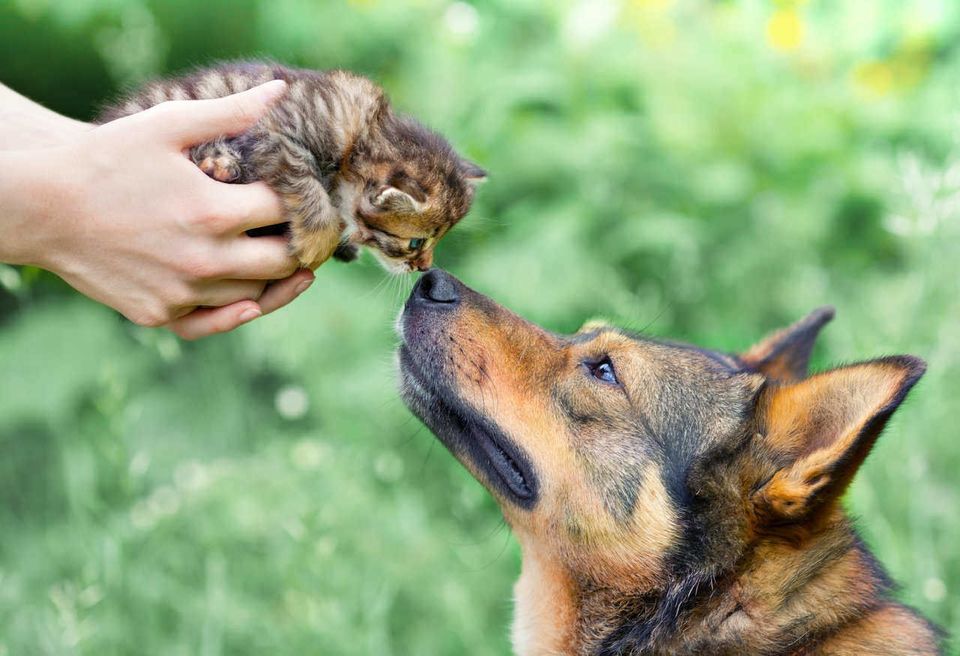 large dog meeting a new kitten