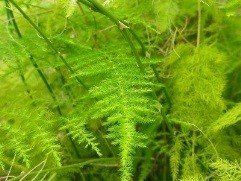 asparagus fern