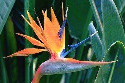 birds of paradise