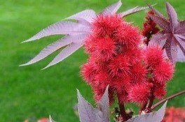 castor bean