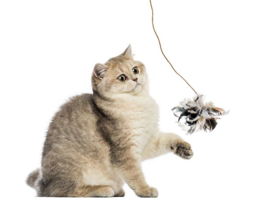 cat playing with feather toy