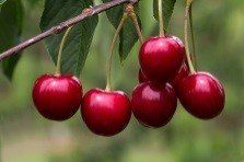 cherries