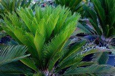 cycad palm