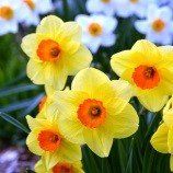 daffodils