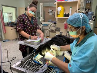 Services | Horsham Veterinary Hospital Services | Horsham Veterinary Hospital