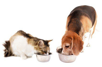 cat and dog eating on their own food bowl