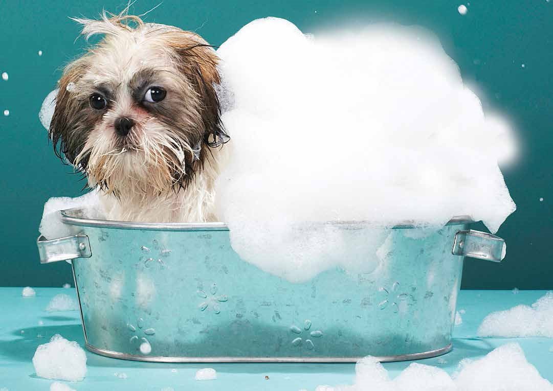 dog in bath with bubbles
