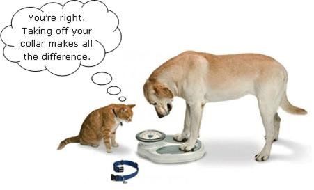 funny cat and dog on weighing scale