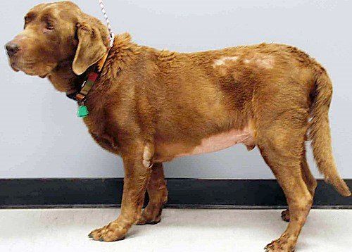 what causes high thyroid dogs