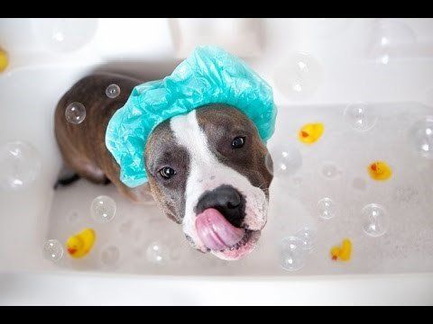dog wearing shower caps with bubble around