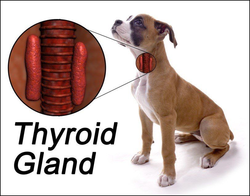 Hypothyroidism in Dogs