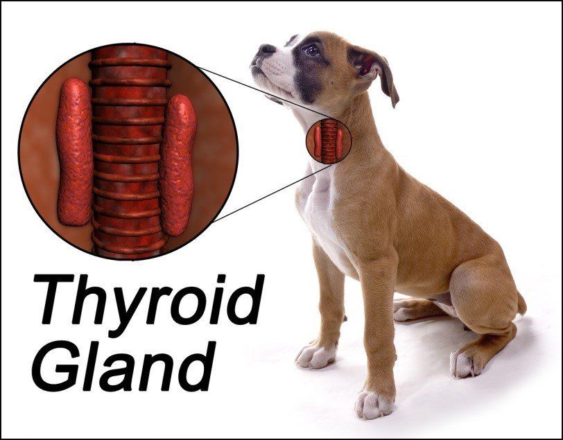 what causes high thyroid dogs