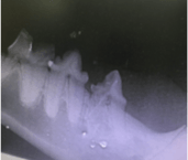 cat teeth xray