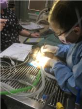 goob's dental procedure