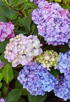 hydrangea