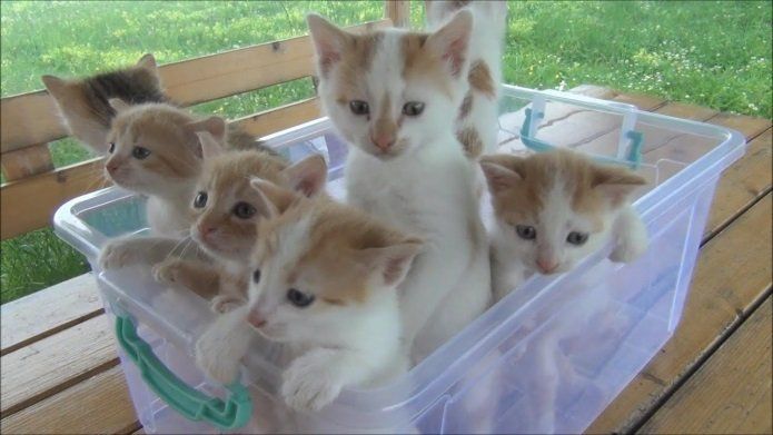 kittens on a tub