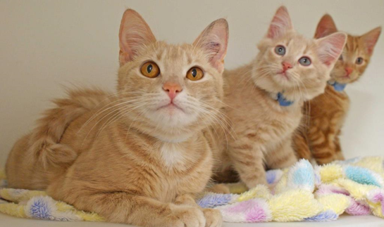 three orange colored cats