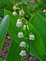 lily of the valley