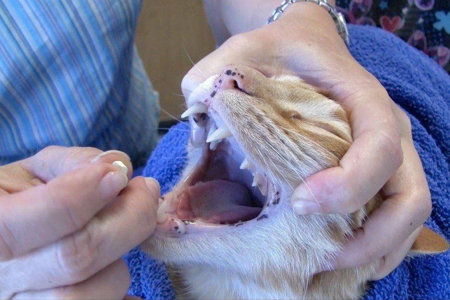 cat going to receive a medicine