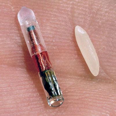 microchip and grain of rice