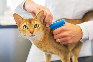 Microchip-implant-for-cat-by-Veterinarian