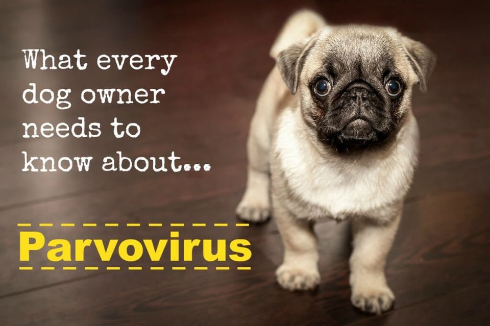 parvovirus dog image