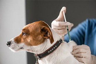 Dog injecting Vaccination