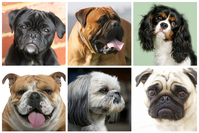 six different dog breeds