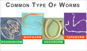common type of worms