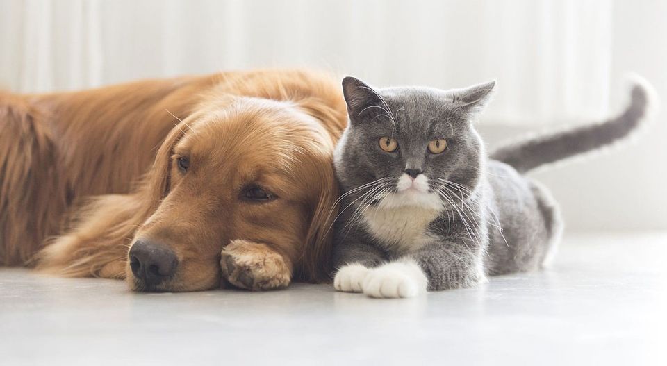 golden retriever and gray and white cat