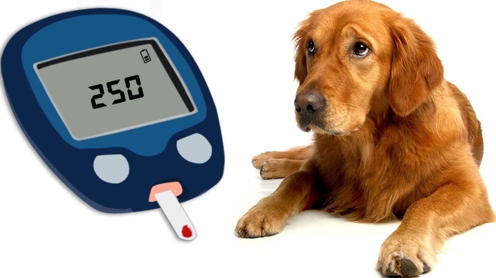 golden retriever with glucose monitoring gadget