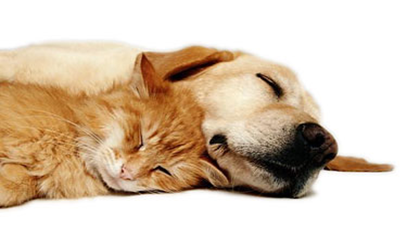 cat and dog sleeping