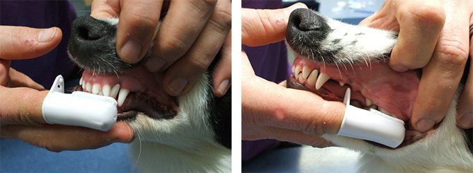 pet dental care using finger brush